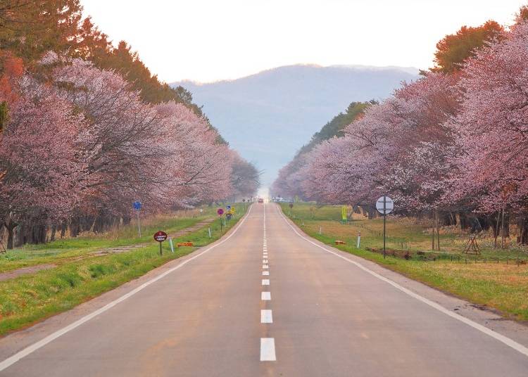 9:30　「静内二十間道路桜並木」でピンクに染まる街道を走る
