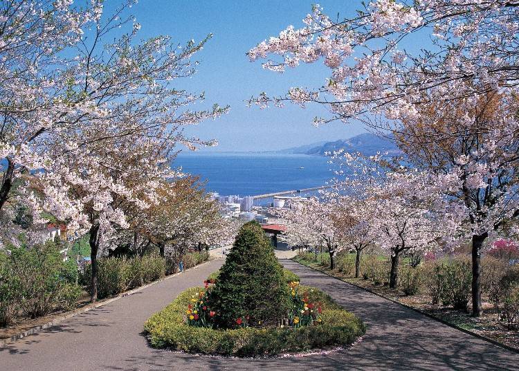 14:00　海洋和樱花的对比仿佛就像一幅画，前往「手宫公园」赏花。