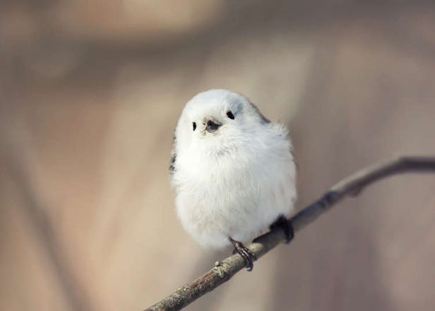 10 Absolutely Adorable Animals in Hokkaido You May Encounter on a Lucky Day!