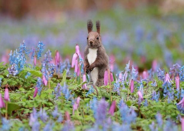 10 Absolutely Adorable Animals in Hokkaido You May Encounter on a Lucky Day!