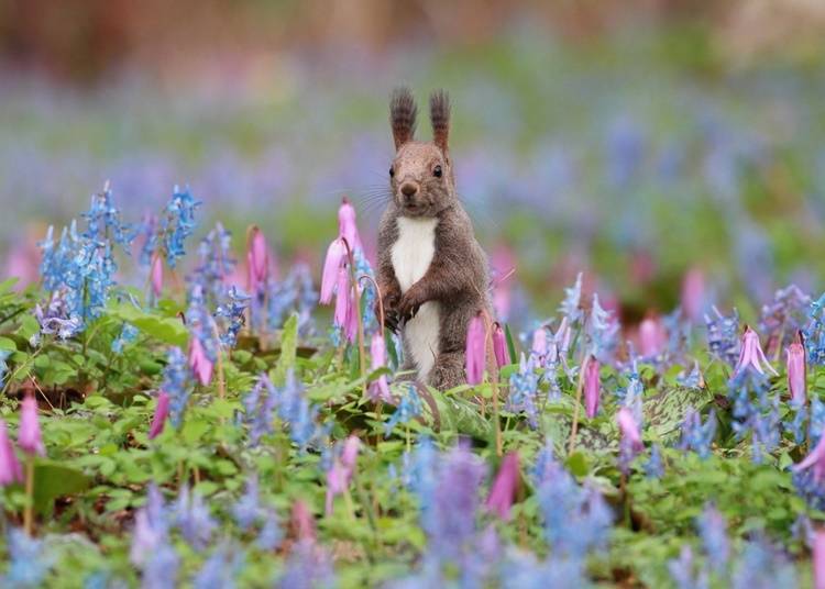 An ezo red squirrel in a field of Asian fawnlilies