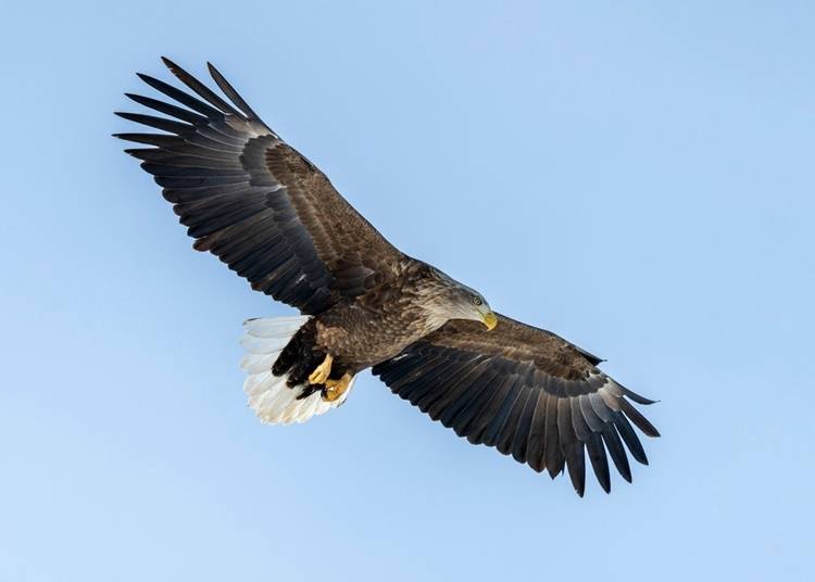 7. White-tailed eagle: Migratory bird that visits during drift ice season