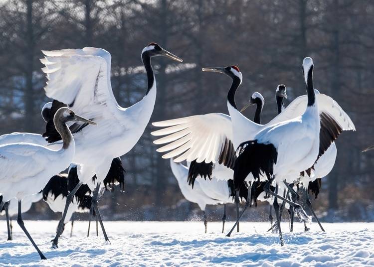 5）タンチョウ：雪原に立つ優雅な野鳥