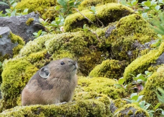 想看还不一定能找到 北海道10种可爱的当地动物 Live Japan 日本的旅行 旅游 体验向导