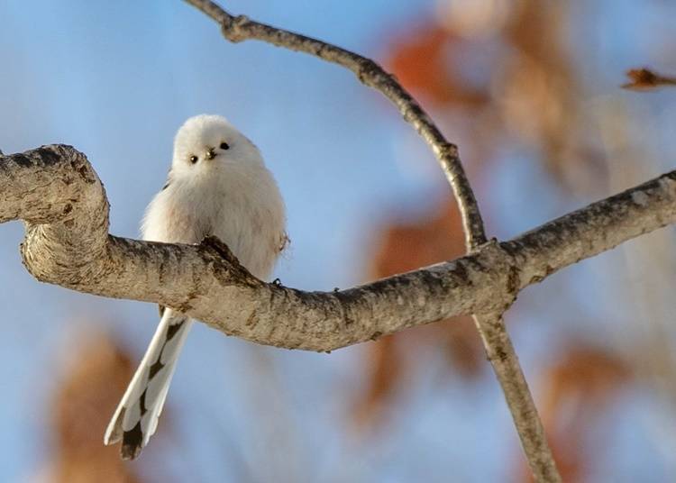 3）银喉长尾山雀：有着雪之妖精称呼的超萌小鸟