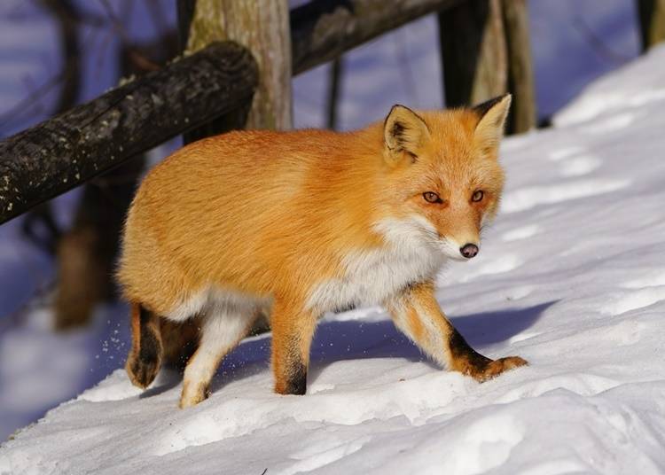 4）北狐：象征北国的动物
