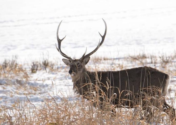 想看还不一定能找到 北海道10种可爱的当地动物 Live Japan 日本的旅行 旅游 体验向导