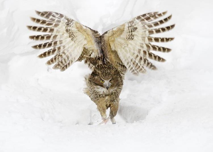 10）毛腿渔鸮：北海道的守护神