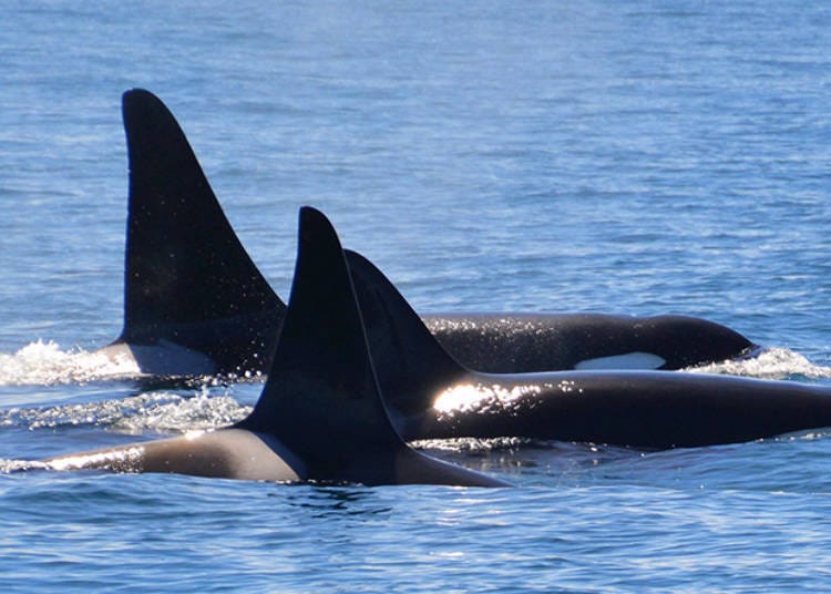Orcas swimming near the cruise ship (Photo courtesy of Shiretoko Yuransen)