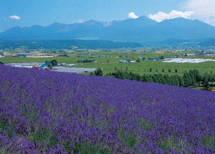 Traditional Lavender Field (Photo courtesy of Farm Tomita)