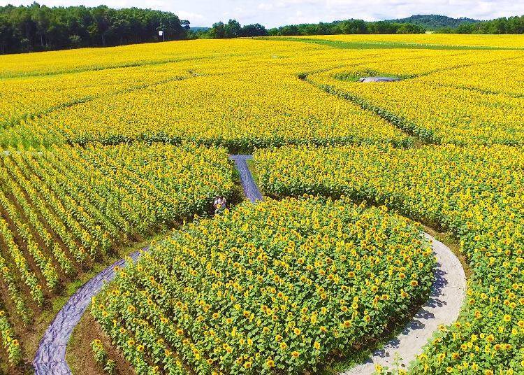 Massive sunflower maze