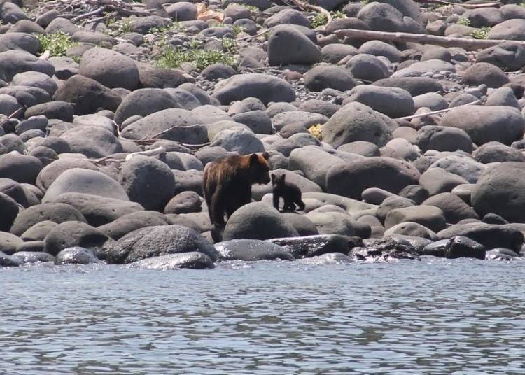 불곰가족(사진제공 : 시레토코 샤리쵸 관광협회)