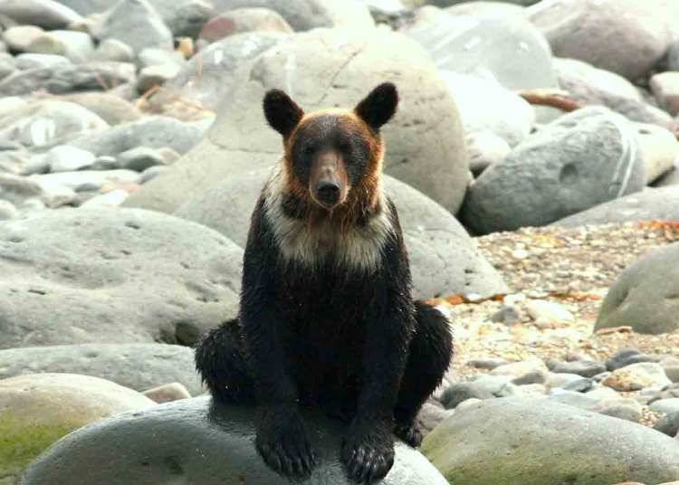棕熊（照片提供：知床遊覽船）