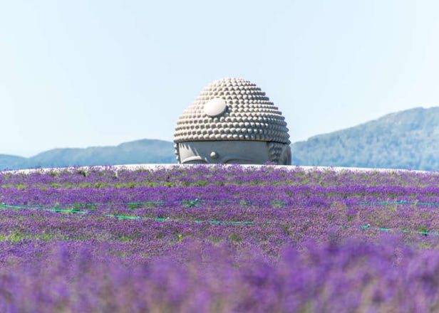 探访北海道札幌薰衣草田神秘的「头大佛」真相！带你破解大佛真面目