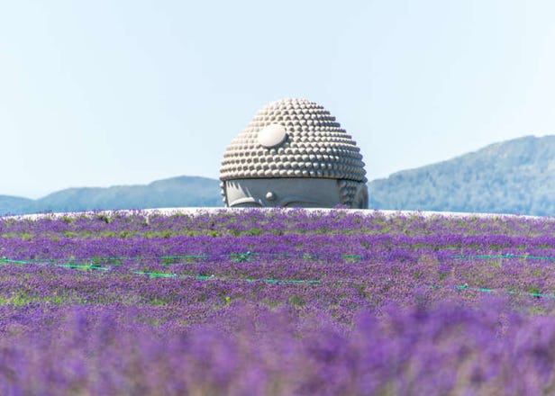 삿포로 여행 - 라벤더 밭 위로 살짝 보이는 아타마 다이부츠의 정체는?