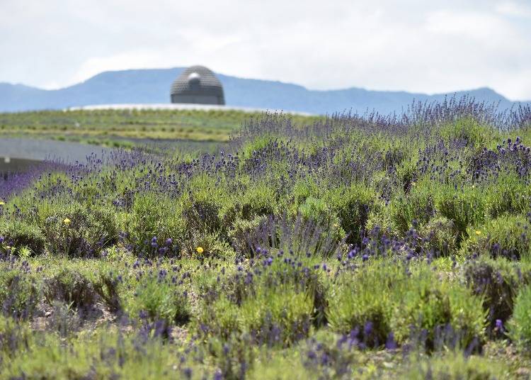 The fragrance of lavender lingers.