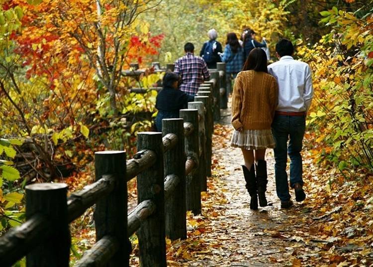 Promenade through a carpet of fallen leaves