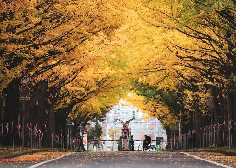 Take a walk through a golden tunnel (Photo courtesy of Hokkaido University)