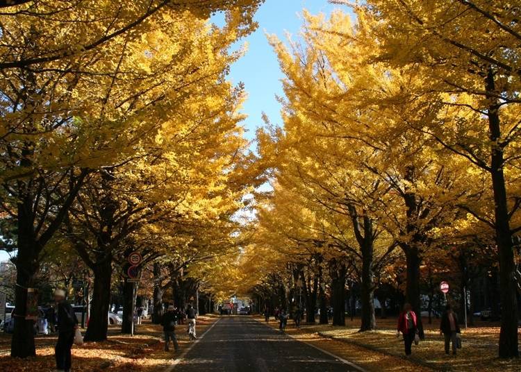 The rows of ginkgo trees extend about 380 meters (Photo courtesy of Hokkaido University)
