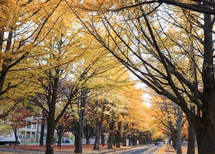 Feel like a student of Hokkaido University at the school cafeteria (Photo courtesy of Hokkaido University)