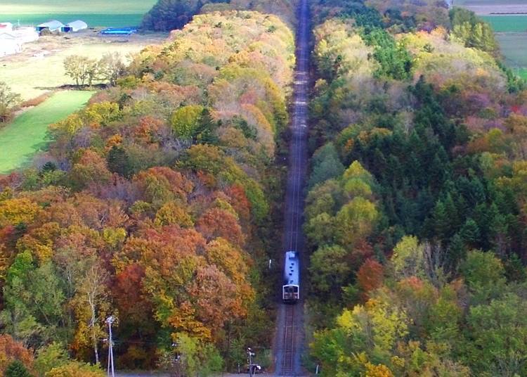 Running through the colorful trees and valleys (Semmo Line Kawayu Onsen-Midorima)