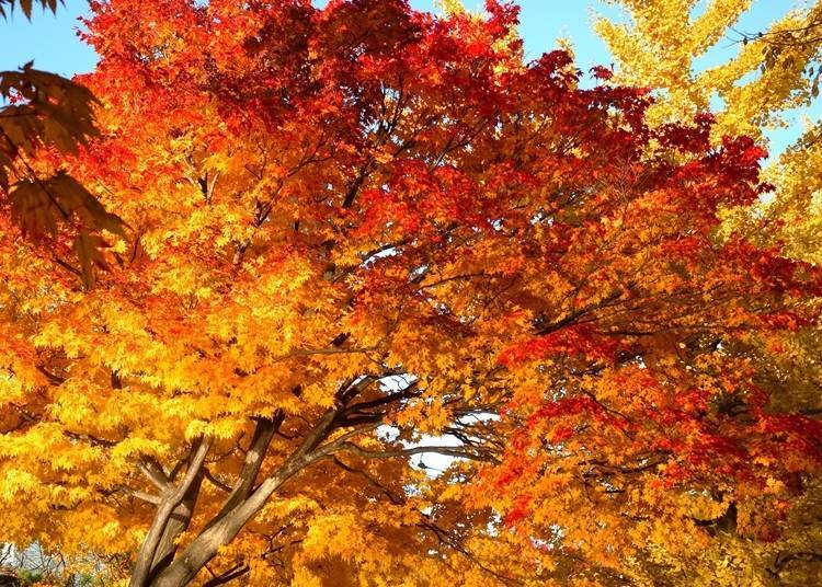 前往北海道欣赏红叶时，记得事前确认状况并且不要忘了防寒衣物