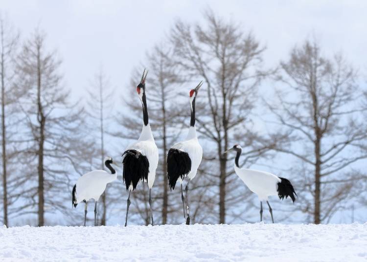 Red-crowned cranes near Kayanuma station