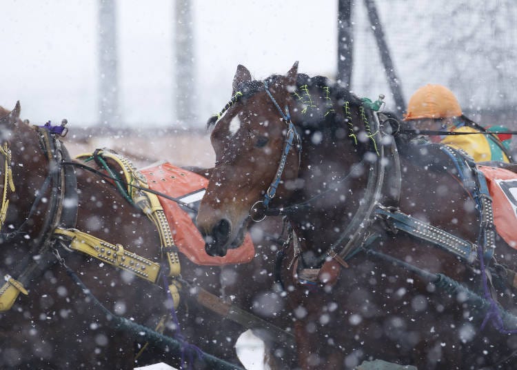 力強いばんえい競馬をご覧あれ