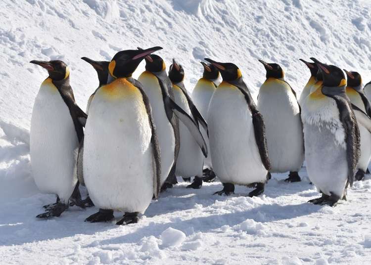 旭川観光でやっておきたいこと10選！大雪山の山々や旭山動物園、旭川ラーメンも