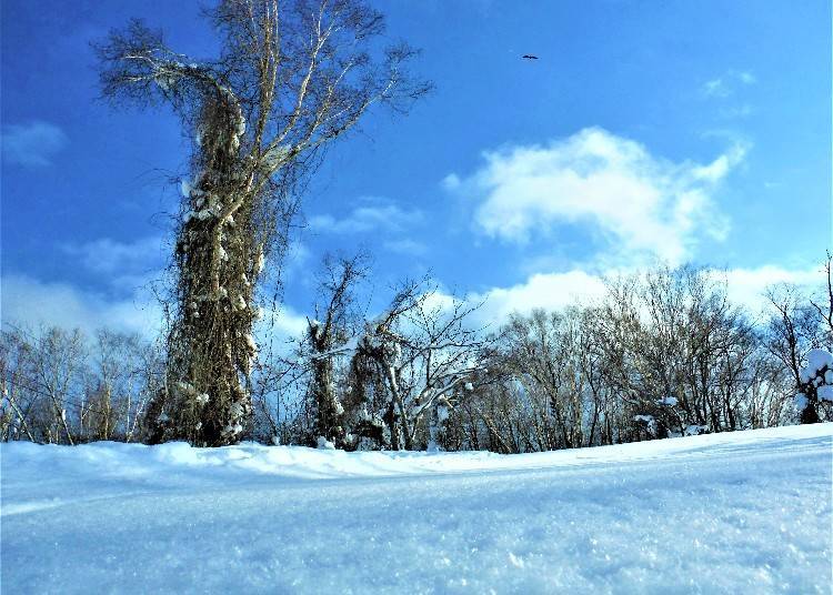 The snow is so powdery that when the wind blows, flakes dance in the sky (Photo: Tsuyoshi Yoshida)