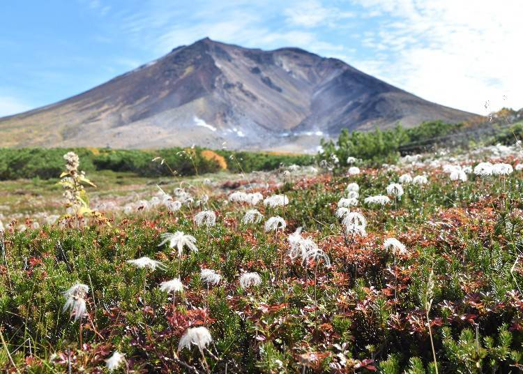 The autumn leaves of Mt. Asahi can be seen in early September (Photo: Yoshida Tsubakiwa)