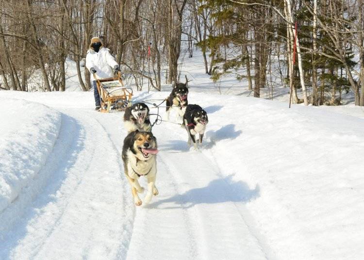 9. Dog Sledding: Speed through a snowy paradise