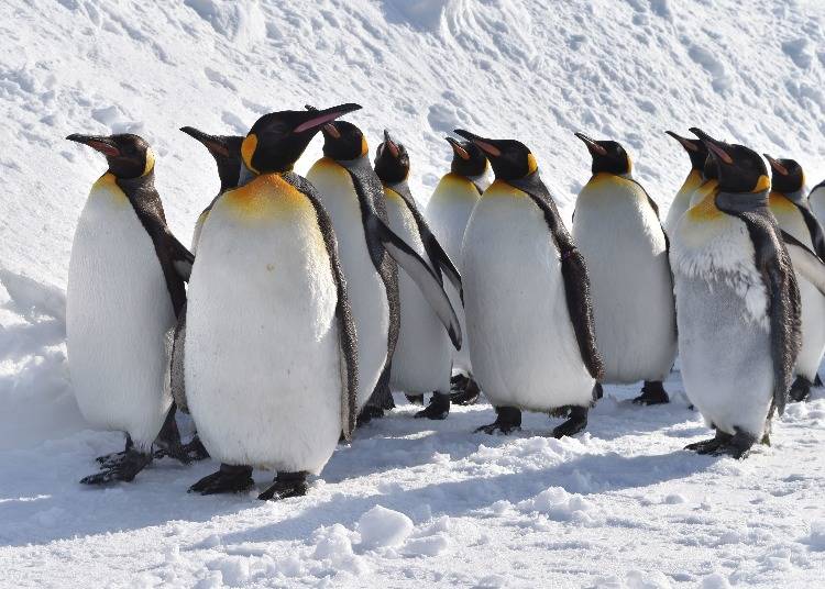 冬は「ペンギンの散歩」を見ることができます（写真撮影：吉田匡和）