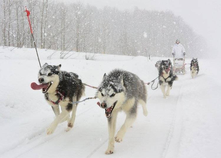即便遇到下雪也一樣賣力衝刺的雪橇犬（照片提供：Moonlight Ladies）