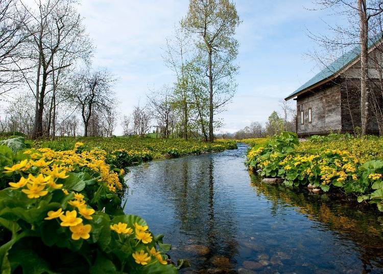 Surround yourself in the floral aromas at Rokka Forest (Photo: Rokkatei)