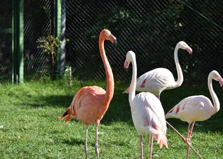 You can see the flamingos up close (Photo: Masakazu Yoshida)