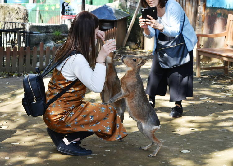 被說是日本最危險的動物園？但有超可愛「小爪水瀨」等著大家！