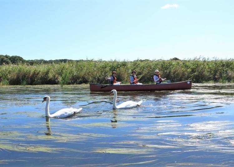 ▲If you’re lucky, you might even come across some resting swans! (Photo: Gateway Tours)