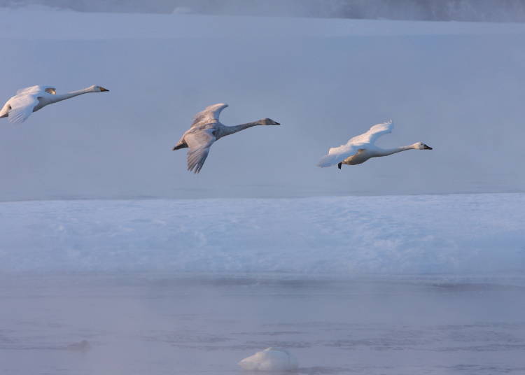 ▲한겨울에는 온천가 뒤편의 도카치 강 주변을 날아다니는 백조를 볼 수 있다