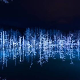 Winter Asahiyama Zoo, Shirohige Waterfall and lit-up Blue Pond "Aoi-Ike" Day Trip
