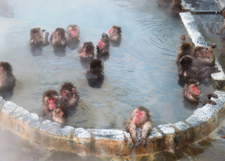 Japanese macaques taking a wintertime soak at the nearby botanical garden