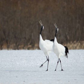 (Graceful Dancing of Red-Crowned Cranes in the Snowy Wilderness) Kushiro Marsh