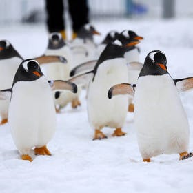 (Adorable Penguins Walking in the Snow) Otaru Aquarium
(Photo: PIXTA)