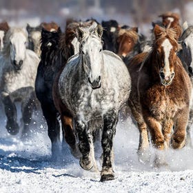 (Spectacular Horse Racing on Snowy Grounds) Ban'ei Tokachi Horse Racetrack
(Photo: PIXTA)