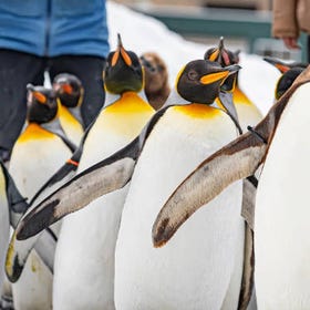 Hokkaido Asahikawa Zoo Day Tour & Snowmobile Experience