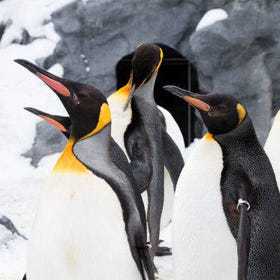 [冬季必看企鵝散步] 旭山動物園
