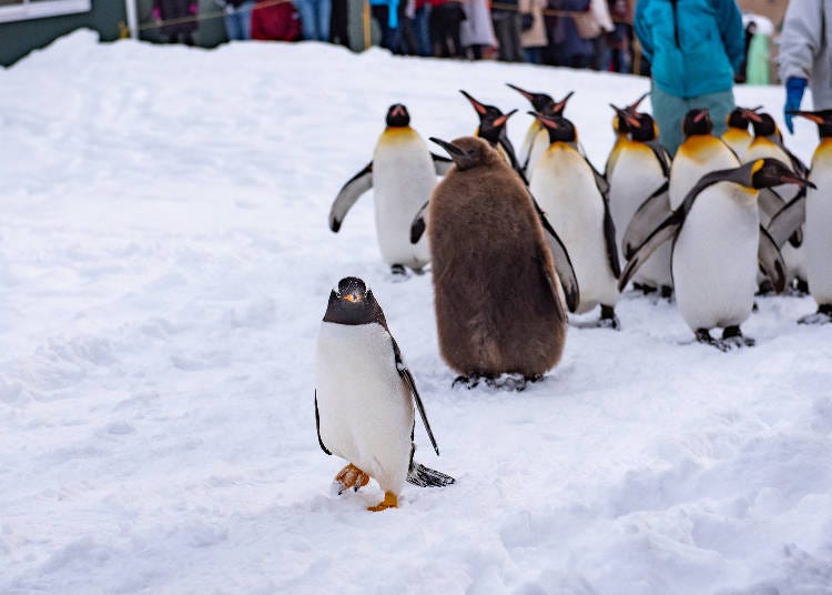 旭川動物園冬季限定活動節目「企鵝散步」　圖片來源：PIXTA