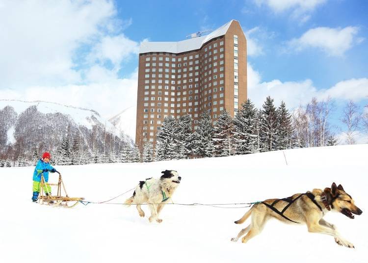There's dog ​​sledding right next to The Westin Rusutsu Resort! (Image: The Westin Rusutsu Resort)