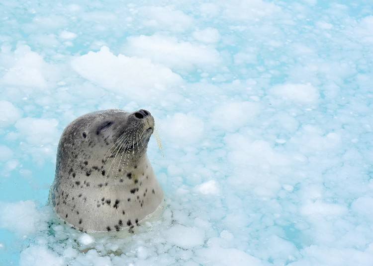This seal is completely unbothered by the frigid temperatures! (Photo: Otaru Aquarium)