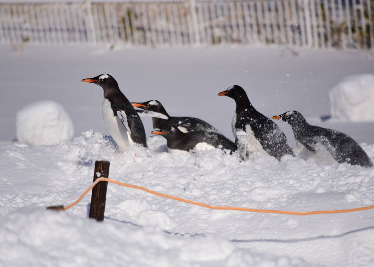 雪の中を疾走するペンギンたち（写真提供：おたる水族館）